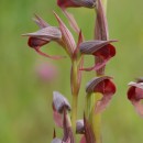 Serapias x todaroi TineoSerapias x todaroi Tineo