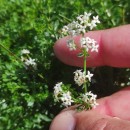 Galium saxatile L. subsp. vivianum (Kliphuis) Ehrend.Galium saxatile L. subsp. vivianum (Kliphuis) Ehrend.