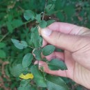 Pyrus cordata Desv.Pyrus cordata Desv.