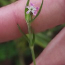 Silene gallica L.Silene gallica L.