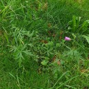 Malva tournefortiana L.Malva tournefortiana L.