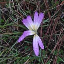 Colchicum montanum L.Colchicum montanum L.