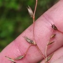 Juncus bufonius L.Juncus bufonius L.