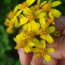 Senecio angulatus L. fil.Senecio angulatus L. fil.