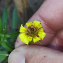 Tolpis barbata (L.) Gaertn.Tolpis barbata (L.) Gaertn.