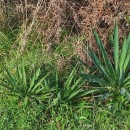 Yucca gloriosa L.Yucca gloriosa L.