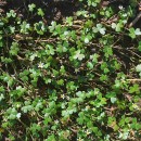Ranunculus ololeucos J. LloydRanunculus ololeucos J. Lloyd