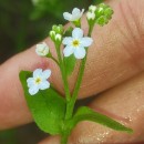 Myosotis secunda A. MurrayMyosotis secunda A. Murray
