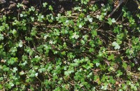 Ranunculus tripartitus DC.Ranunculus tripartitus DC.