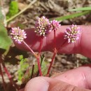 Persicaria capitata (Buch.-Ham. ex D.Don) H.GrossPersicaria capitata (Buch.-Ham. ex D.Don) H.Gross