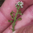 Teesdalia nudicaulis (L.) R. Br.Teesdalia nudicaulis (L.) R. Br.