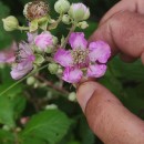 Rubus ulmifolius SchottRubus ulmifolius Schott
