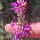 Lythrum salicaria L.Lythrum salicaria L.