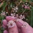 Peucedanum lancifolium LangePeucedanum lancifolium Lange