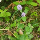 Mentha aquatica L.Mentha aquatica L.