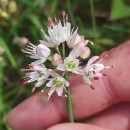 Allium ericetorum ThoreAllium ericetorum Thore