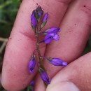 Polygala vulgaris L.Polygala vulgaris L.