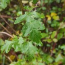 Crataegus monogyna Jacq.Crataegus monogyna Jacq.