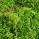 Pteridium aquilinum (L.) KuhnPteridium aquilinum (L.) Kuhn