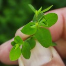 Euphorbia peplus L.Euphorbia peplus L.
