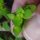 Euphorbia peplus L.Euphorbia peplus L.