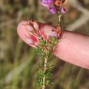Erica cinerea L.Erica cinerea L.