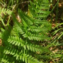 Dryopteris carthusiana (Vill.) H.P. FuchsDryopteris carthusiana (Vill.) H.P. Fuchs