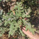 Quercus pyrenaica Willd.Quercus pyrenaica Willd.
