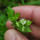 Stellaria media (L.) Vill.Stellaria media (L.) Vill.