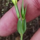 Centaurium maritimum (L.) FritschCentaurium maritimum (L.) Fritsch