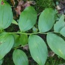 Polygonatum odoratum (Mill.) DrucePolygonatum odoratum (Mill.) Druce