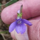 Viola riviniana Reichenb.Viola riviniana Reichenb.