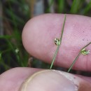 Isolepis pseudosetacea (Daveau) Gand.Isolepis pseudosetacea (Daveau) Gand.