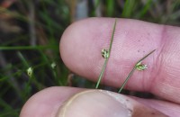 Isolepis pseudosetacea (Daveau) Gand.Isolepis pseudosetacea (Daveau) Gand.