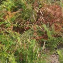 Deschampsia cespitosa (L.) P.Beauv.Deschampsia cespitosa (L.) P.Beauv.