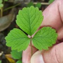 Potentilla sterilis (L.) GarckePotentilla sterilis (L.) Garcke