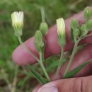 Andryala integrifolia L.Andryala integrifolia L.