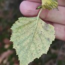 Betula celtiberica Rothm. & Vasc.Betula celtiberica Rothm. & Vasc.