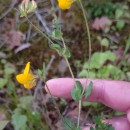 Lotus corniculatus L.Lotus corniculatus L.