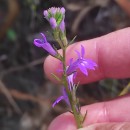 Lobelia urens L.Lobelia urens L.