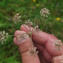 Peucedanum lancifolium LangePeucedanum lancifolium Lange