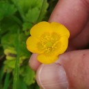 Ranunculus repens L.Ranunculus repens L.