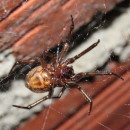 Steatoda nobilis (Thorell, 1875)Steatoda nobilis (Thorell, 1875)