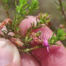 Erica australis L.Erica australis L.