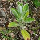 Helichrysum foetidum (L.) Cass.Helichrysum foetidum (L.) Cass.