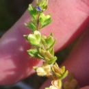 Veronica arvensis L.Veronica arvensis L.