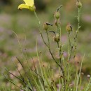 Drosophyllum lusitanicum (L.) LinkDrosophyllum lusitanicum (L.) Link