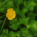 Ranunculus repens L.Ranunculus repens L.