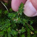 Galium saxatile L.Galium saxatile L.