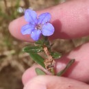 Glandora prostrata (Loisel.) D.C.ThomasGlandora prostrata (Loisel.) D.C.Thomas